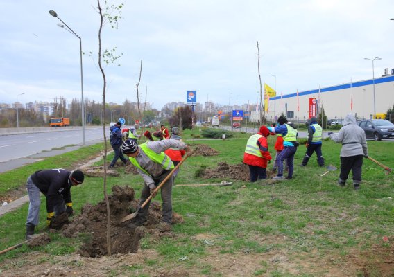 Peste 600 de arbori vor fi plantați în Constanța în sezonul toamnă-primăvară