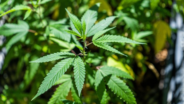 Legalizarea canabisului ar putea aduce Germaniei aproape cinci miliarde de euro anual