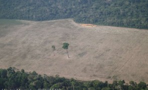 Creştere cu 22% a defrişării în Amazonia într-un an