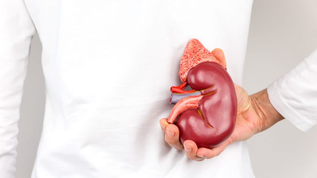 Un rinichi de porc a fost transplantat cu succes la un pacient uman, pentru prima dată