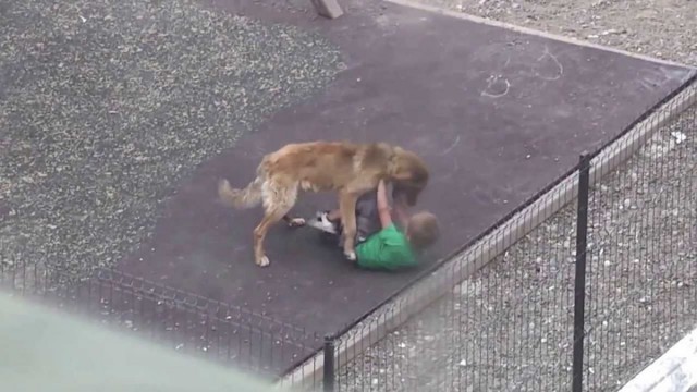 Copil de 3 ani muşcat de faţă de un câine, în Snagov