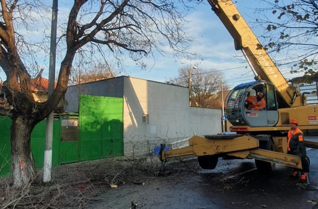 ATENȚIE! Se execută lucrări de toaletare și corecție a arborilor din oraș