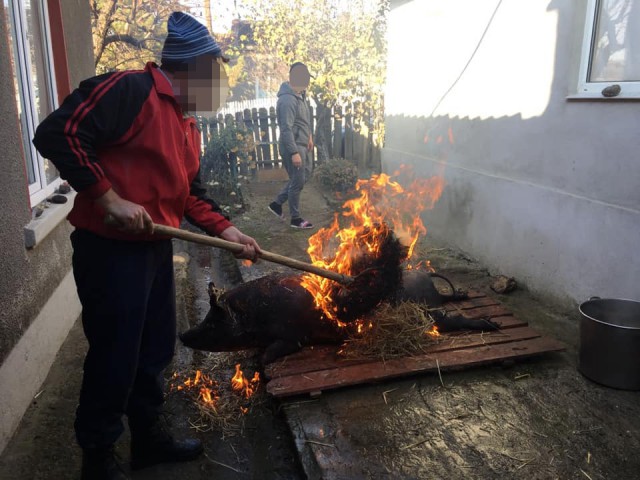 ATENȚIE de unde achiziționați carnea de porc, pentru Crăciun!