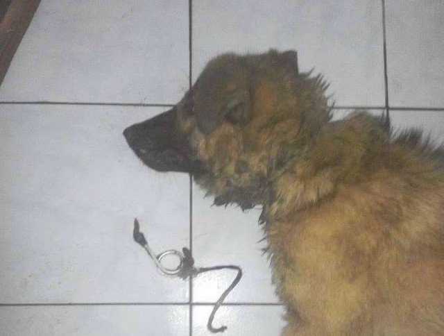 Un fost POLIȚIST a găsit un CÂINE cu ȘTREANGUL de GÂT