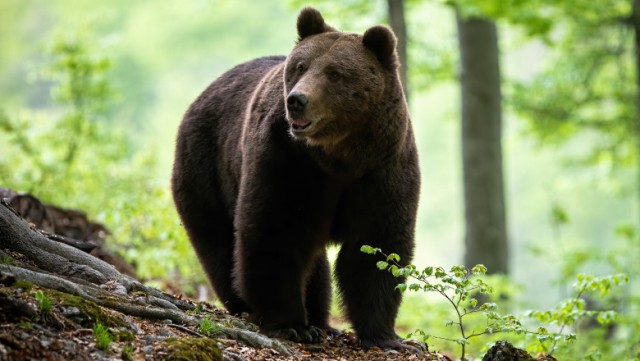 Urșii vor putea fi împușcați și în afara localităților: UDMR a modificat legea