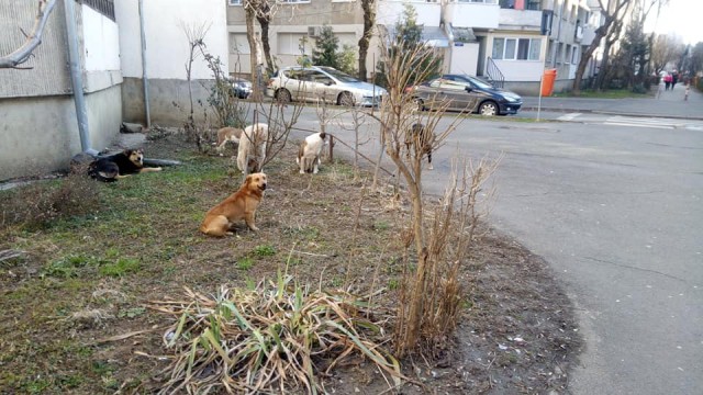Locuitorii din Faleză Nord, DISPERAȚI din cauza CÂINILOR VAGABONZI!