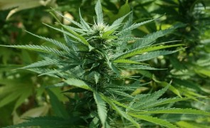Teva Pharmaceutical intră pe piaţa canabisului medicinal