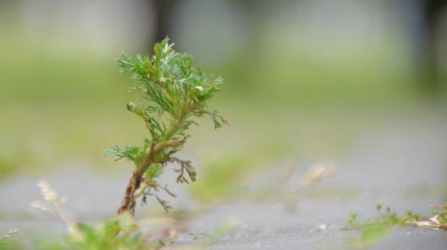 Planta care ajută bila leneșă. Amestecul se bea înainte de masă