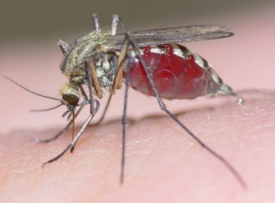 Încă un caz de infecție cu virusul West Nile a fost confirmat