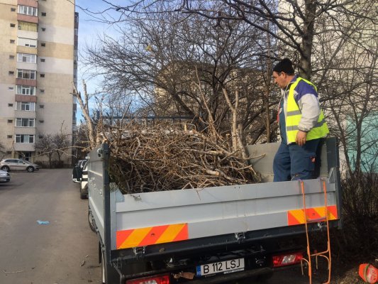 Se curăță și se toaletează copacii din Constanța