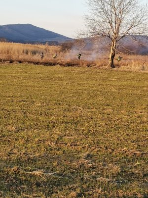 Aproximativ patru hectare de vegetaţie uscată, incendiate în satul Greci