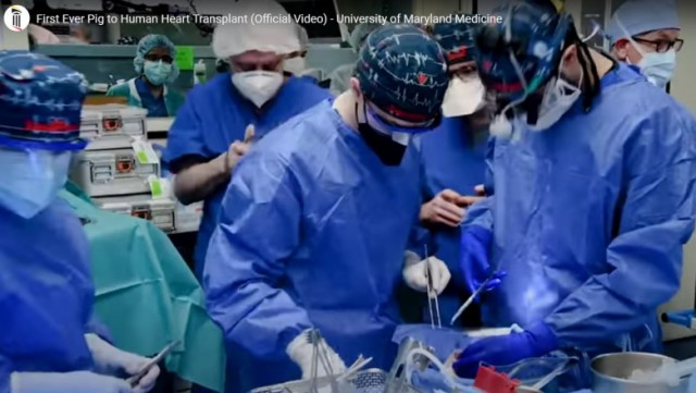 Germania pornește transplantarea de inimi de porc la om