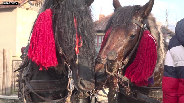 Primăria Mihail Kogălniceanu, precizări despre evenimentul 'Botezul cailor'