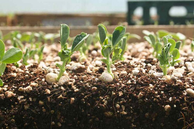 Criza îngrăşămintelor devine o problemă pentru preţul alimentelor în Europa