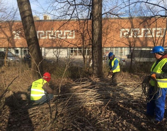 Lucrările de toaletare și corecție a arborilor continuă în municipiul Constanța
