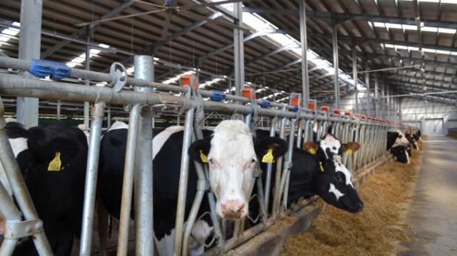 Crește numărul proiectelor de investiții în agricultură, la Constanța