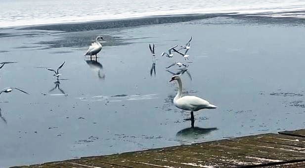 Lebede, blocate în gheața de pe lacul Siutghiol, salvate de pompieri