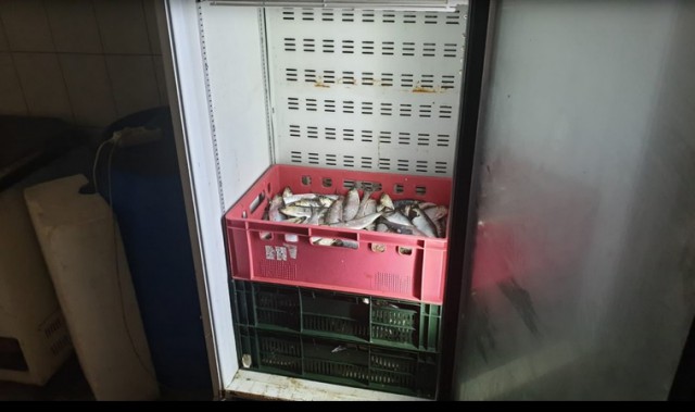 Razii în Constanța! Au fost confiscate 723 de kilograme de pește