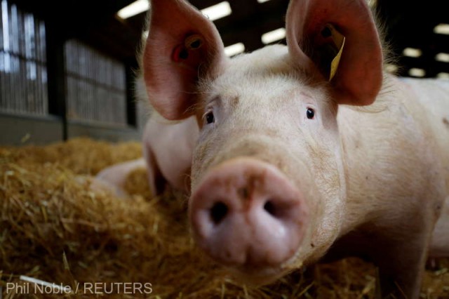 Crescătorii de porci din Marea Britanie, ameninţaţi cu falimentul din lipsă de măcelari