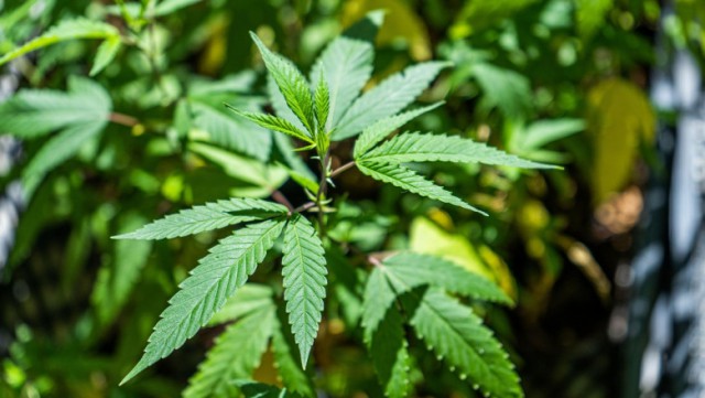 Thailanda legalizează cultivarea canabisului în gospodării