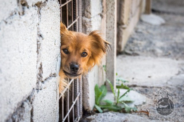 O echipă de ecarisaj va colecta câinii din Tuzla