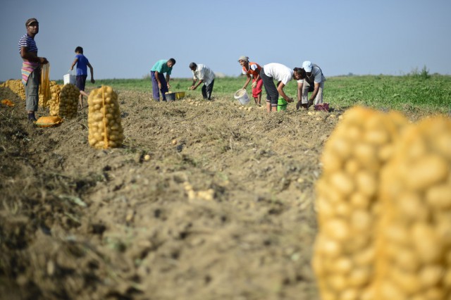 Suprafaţa cultivată în România a crescut la 8,263 milioane hectare în 2021;