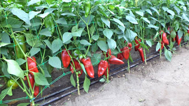 Grecia, România şi Polonia, ţările UE cu cea mai ridicată pondere a exploataţiilor agricole familiale