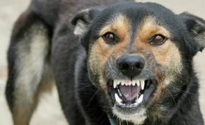 O profesoară a fost atacată de 8 câini vagabonzi