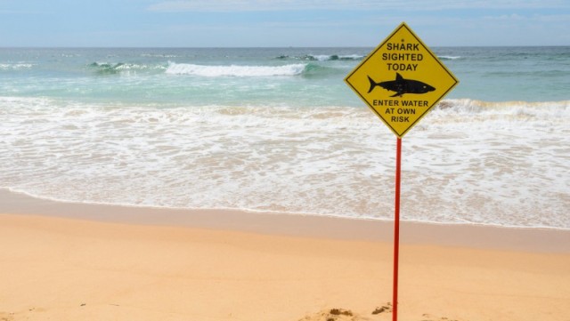 Un înotător a fost atacat şi ucis de un rechin în apropierea unei plaje din Sydney