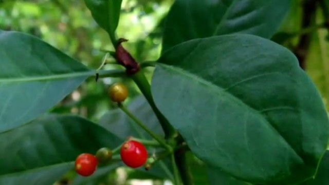 Cercetătorii au descoperit „ibuprofenul” vegetal care ar putea fi eficientă și în tratarea cancerului