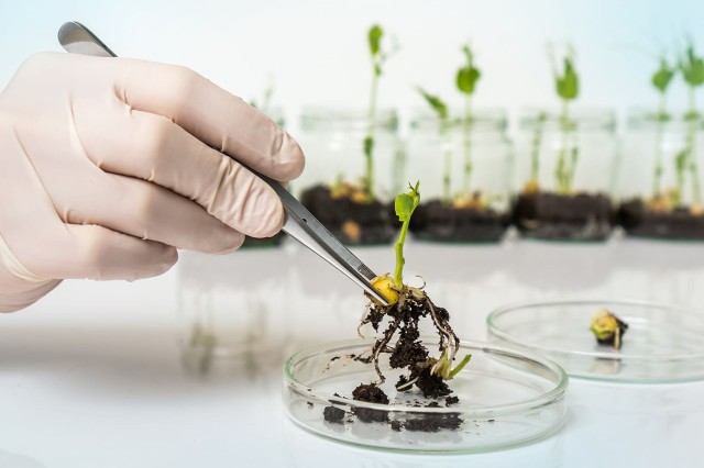 Ce sunt organismele modificate genetic și ce impact au asupra sănătății?