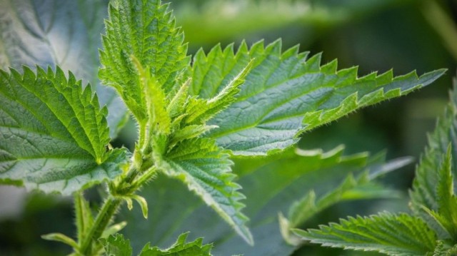 Planta care curăță organismul de toxine și stimulează activitatea ficatului