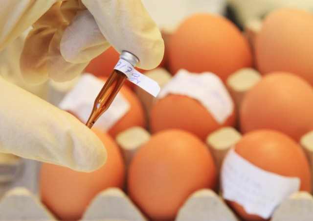 Focar de salmonella peste ocean? Aproape 100 de persoane s-au îmbolnăvit
