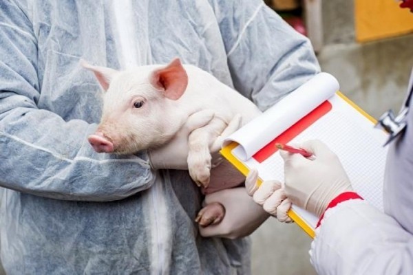 Scandal după ce 20.000 de animale vor fi ucise din cauza pestei porcine