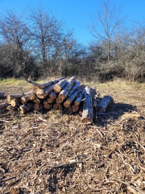 Campanie de strângere de semnături pentru salvarea Pădurii Comorova
