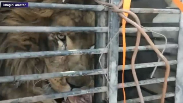 Animale de la grădini zoologice din Ucraina, aduse în România