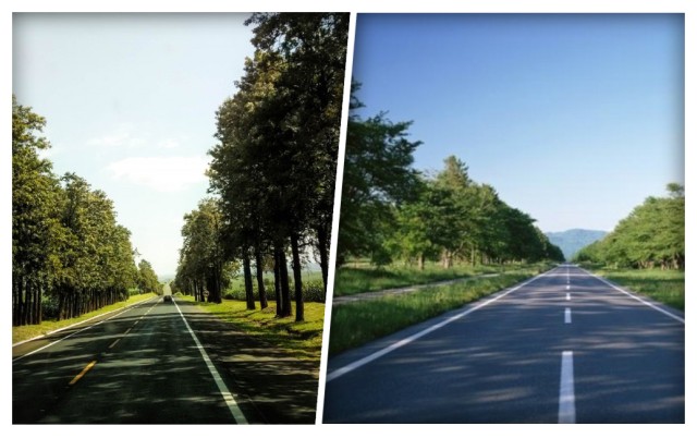 Garda Forestieră vrea perdele forestiere pe DN3