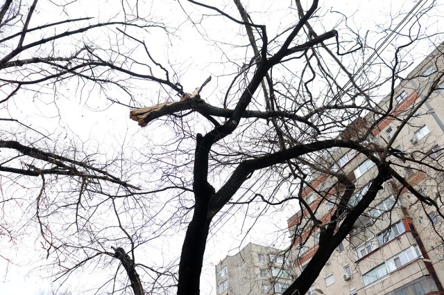 Vântul a făcut ravagii la Constanța: Copac, în pericol să cadă, pe strada Veniamin Costache