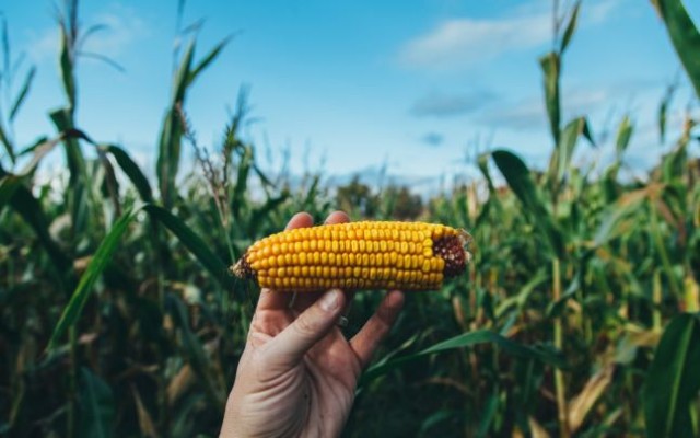 Fermierii europeni se îndreaptă spre nutreţul modificat genetic pentru a înlocui porumbul din Ucraina