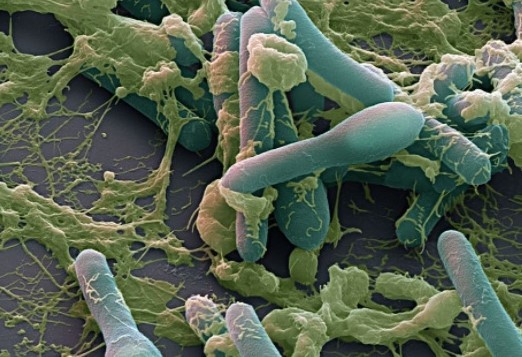 Caz de botulism diagnosticat şi vindecat la Spitalul Judeţean Suceava