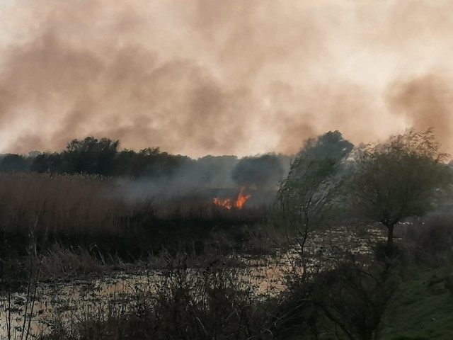 Incendiu de amploare în Delta Dunării