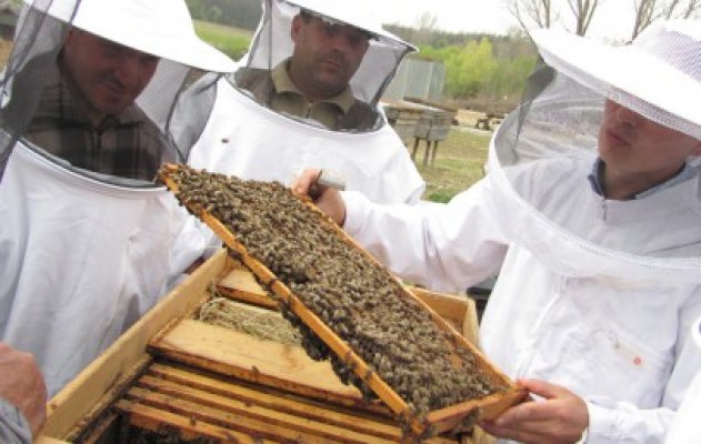 Ministerul Agriculturii pune în pericol siguranţa polenizatorilor şi a cetăţenilor printr-o nouă aprobare a pesticidelor neonicotinoide