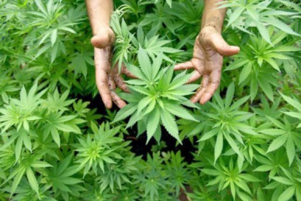 Ucraina a legalizat consumul de canabis în scop medical